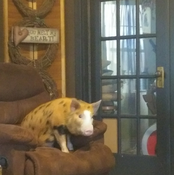 Meet your Posher, Amy - Picture 2 of 2